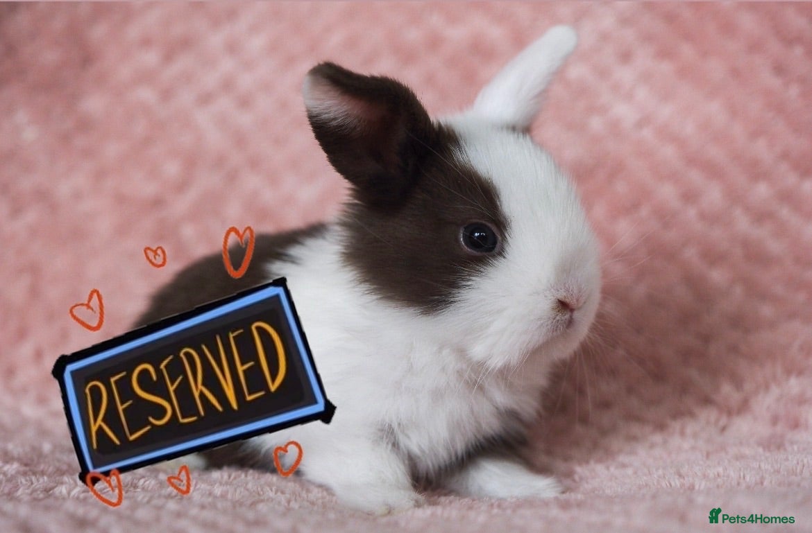 Mini Lion Lop rabbits 🐰 LION LOPS 🐰 - Advert 21