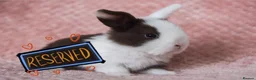 Mini Lion Lop rabbits for sale: 🐰 LION LOPS 🐰 - Advert 1