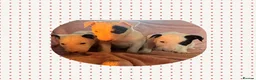 English Bull Terrier dogs for sale: Beautiful puppies in Edinburgh - Advert 11