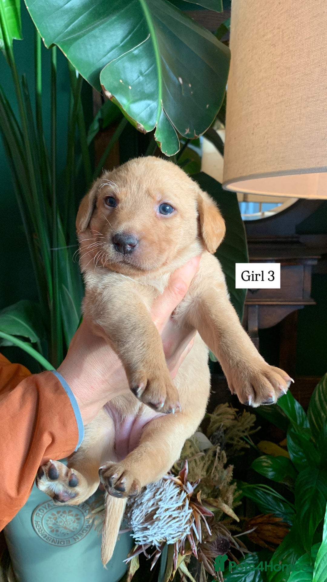 Labrador Retriever dogs for sale: Gorg KC reg labradors with amazing lineage - Advert 5