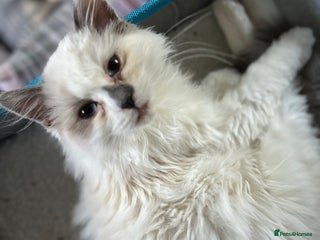 Ragdoll cats Gorgeous Tica mink ragdoll kittens ready now - Advert 6