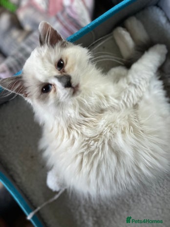 Ragdoll cats Gorgeous Tica mink ragdoll kittens ready now - Advert 2