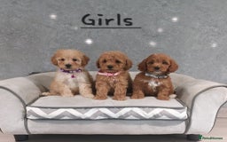 Cavachon dogs for sale: Beautiful Cavapoochon puppies 🥰 - Image 1