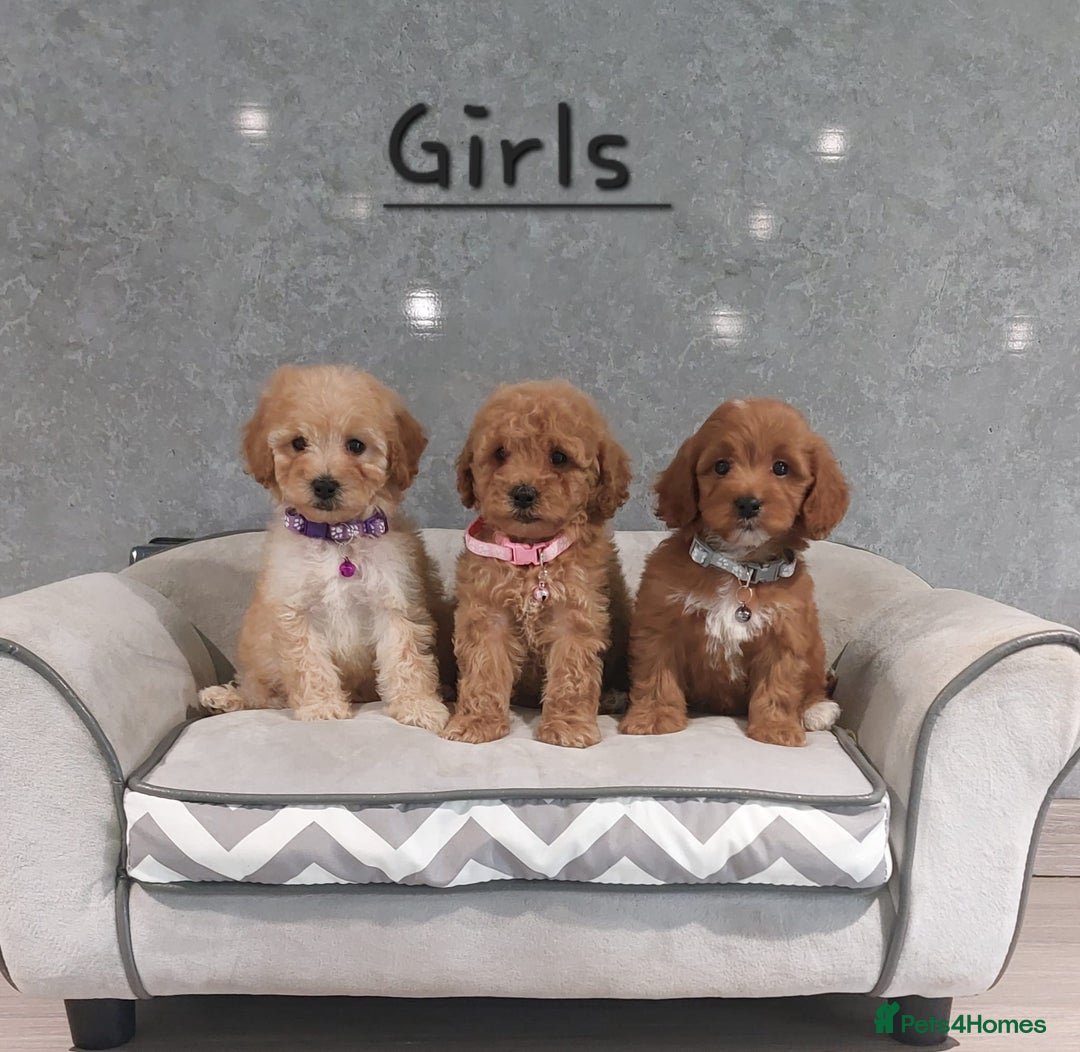Cavachon dogs for sale: Beautiful Cavapoochon puppies 🥰 - Image 1