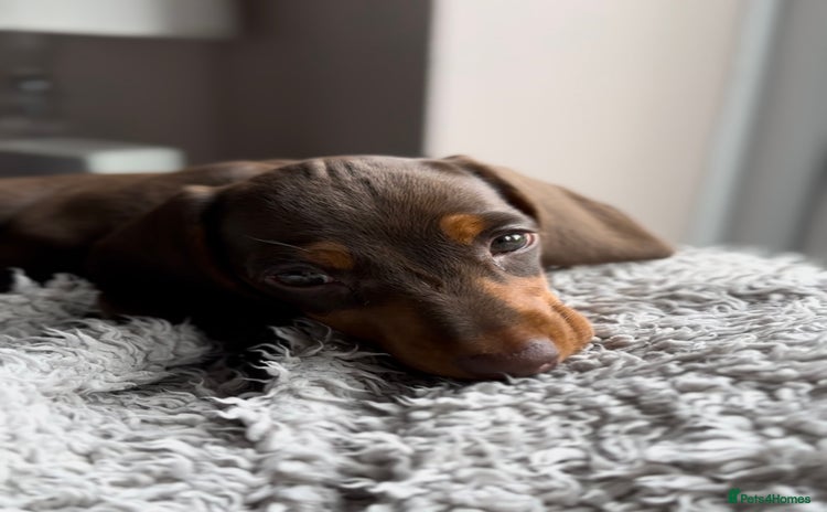Miniature Dachshund dogs - Advert 1