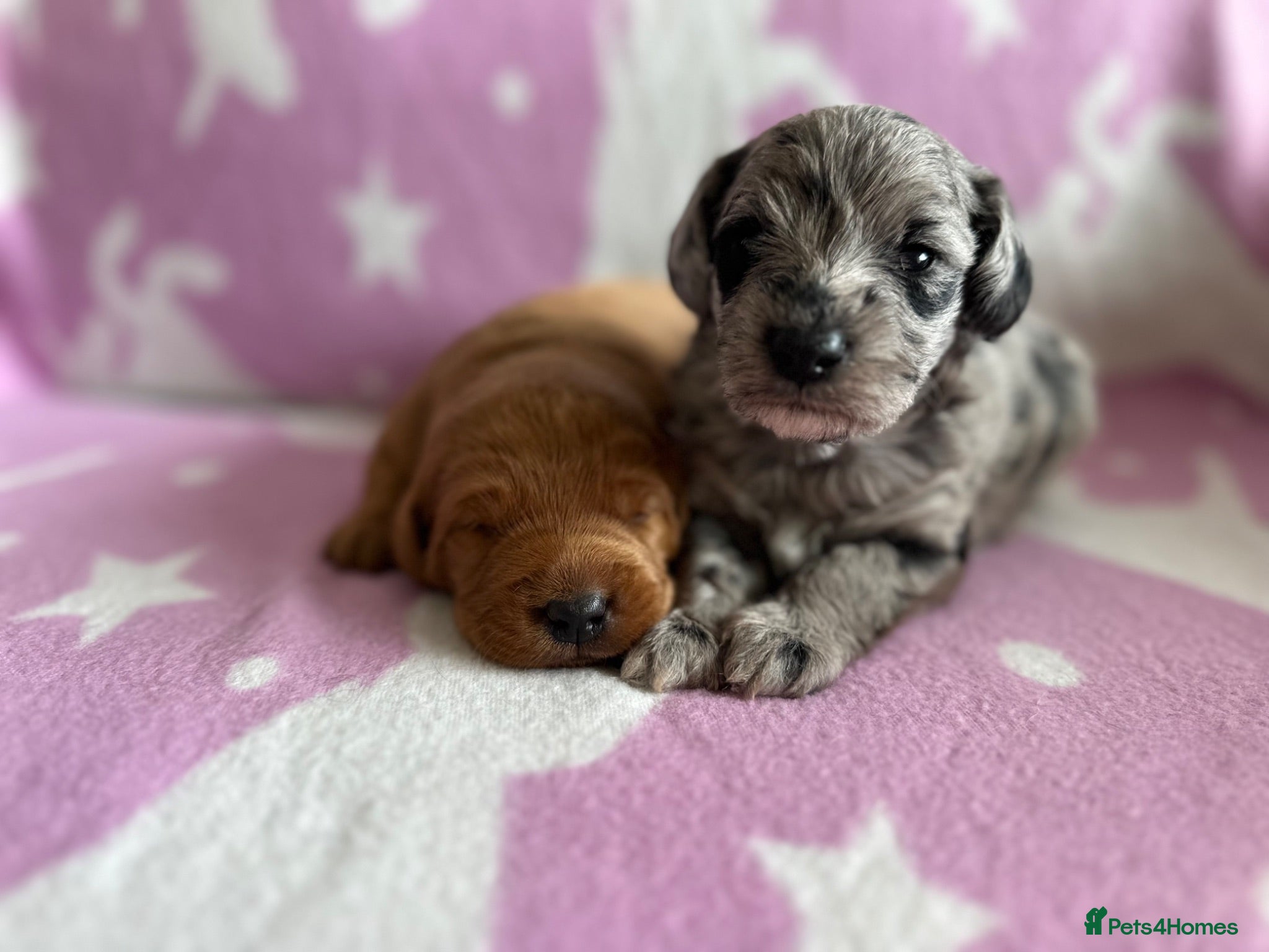 Schnoodle dogs F1B Stunning Merle Schnoodle  - Advert 2