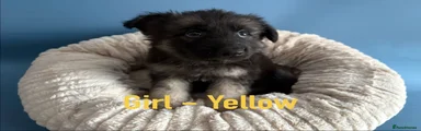 Girl - yellow collar