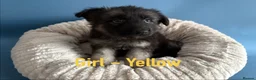 German Shepherd dogs for sale: Pedigree long haired German Shepherd puppies in Chester-le-Street - Advert 5