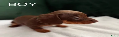 Dachshund Puppy 1