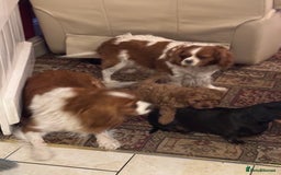 Cavapoo dogs for sale: Cute Cavapoo Male  - Image 9
