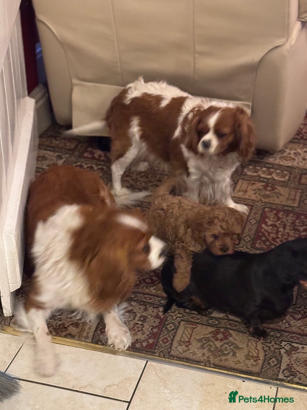 Cavapoo dogs for sale: Cute Cavapoo Male  - Image 9