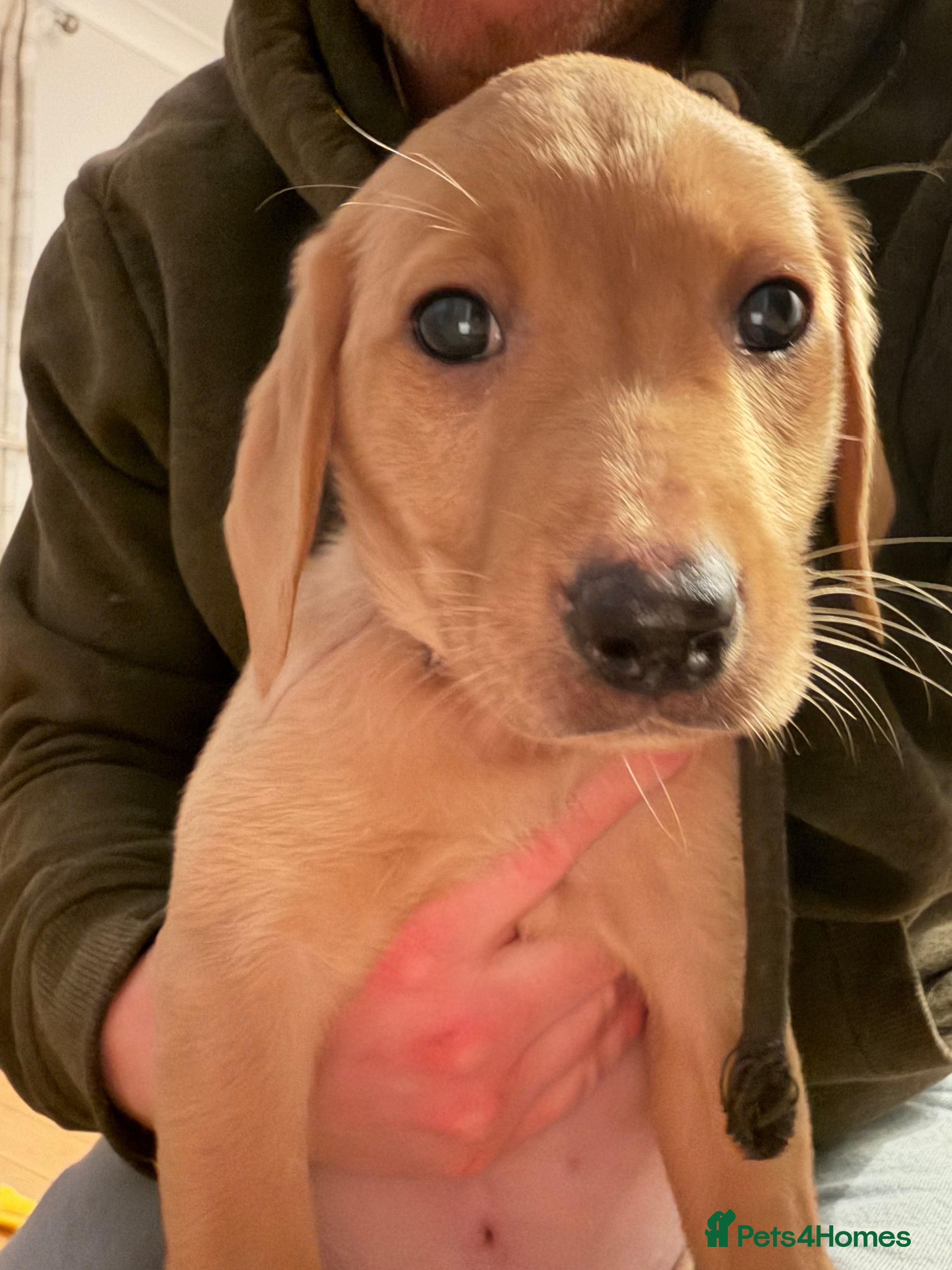 Labrador Retriever dogs KC Reg Labrador Puppies (mix of Red/blonde) - Advert 6