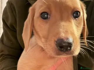 Labrador Retriever dogs KC Reg Labrador Puppies (mix of Red/blonde) - Advert 6