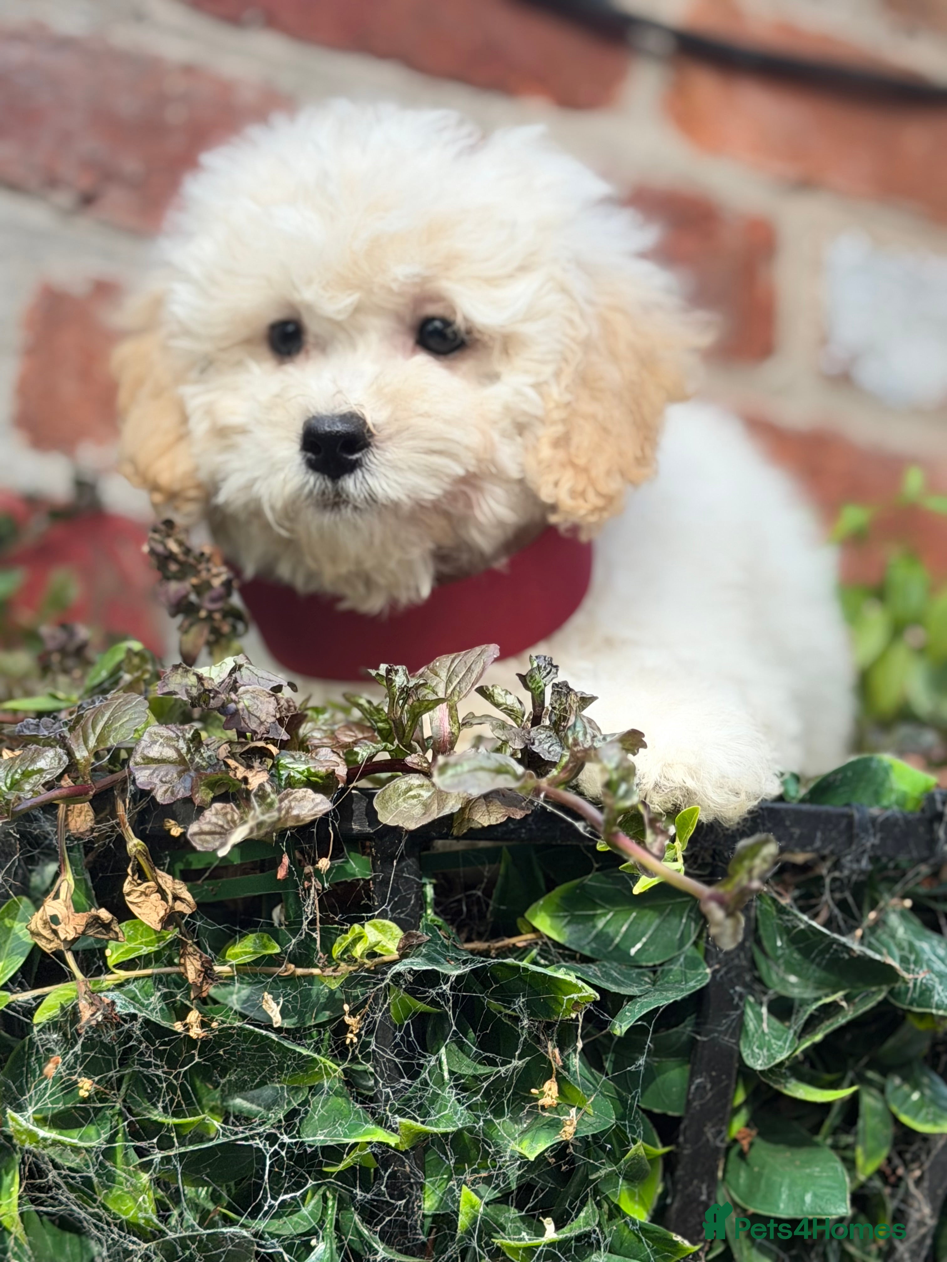 Poochon dogs Absolutely beautiful poochons ready now  - Advert 2