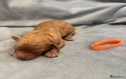 Cavapoochon dogs for sale: Cavapoochon Puppies - Image 12