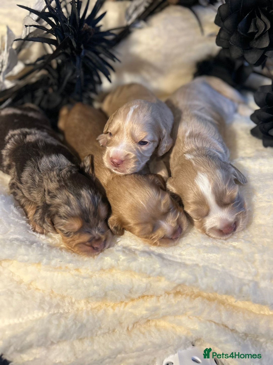 Cockapoo dogs for sale: Merle cockapoo  - Image 7