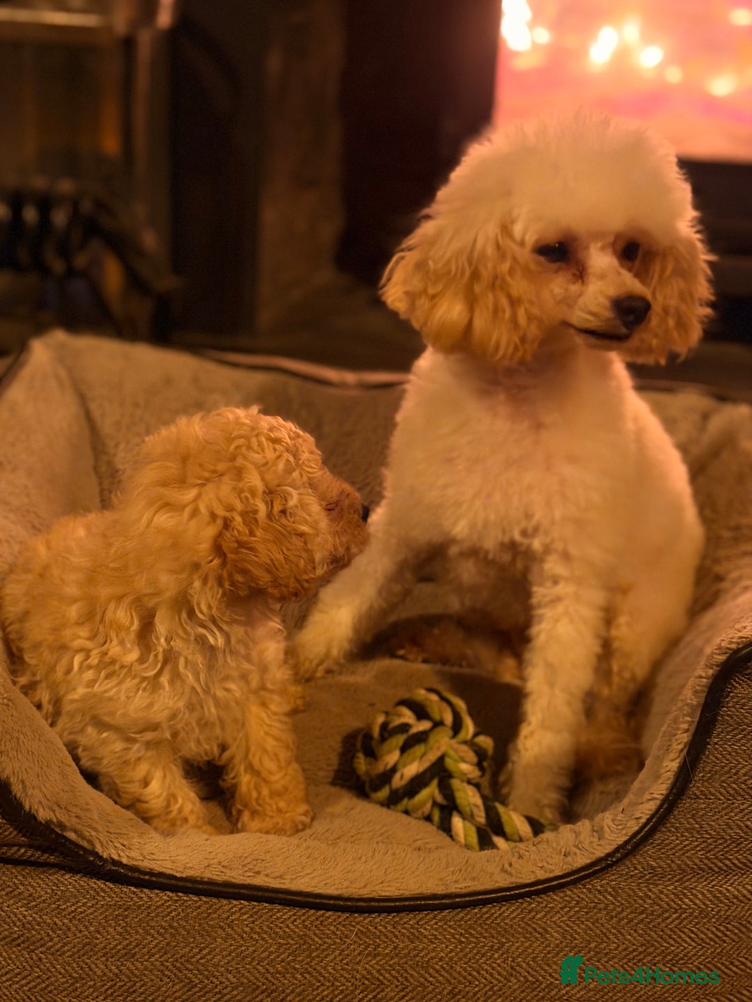 Toy Poodle dogs for sale: Toy Poodle puppy - Advert 2