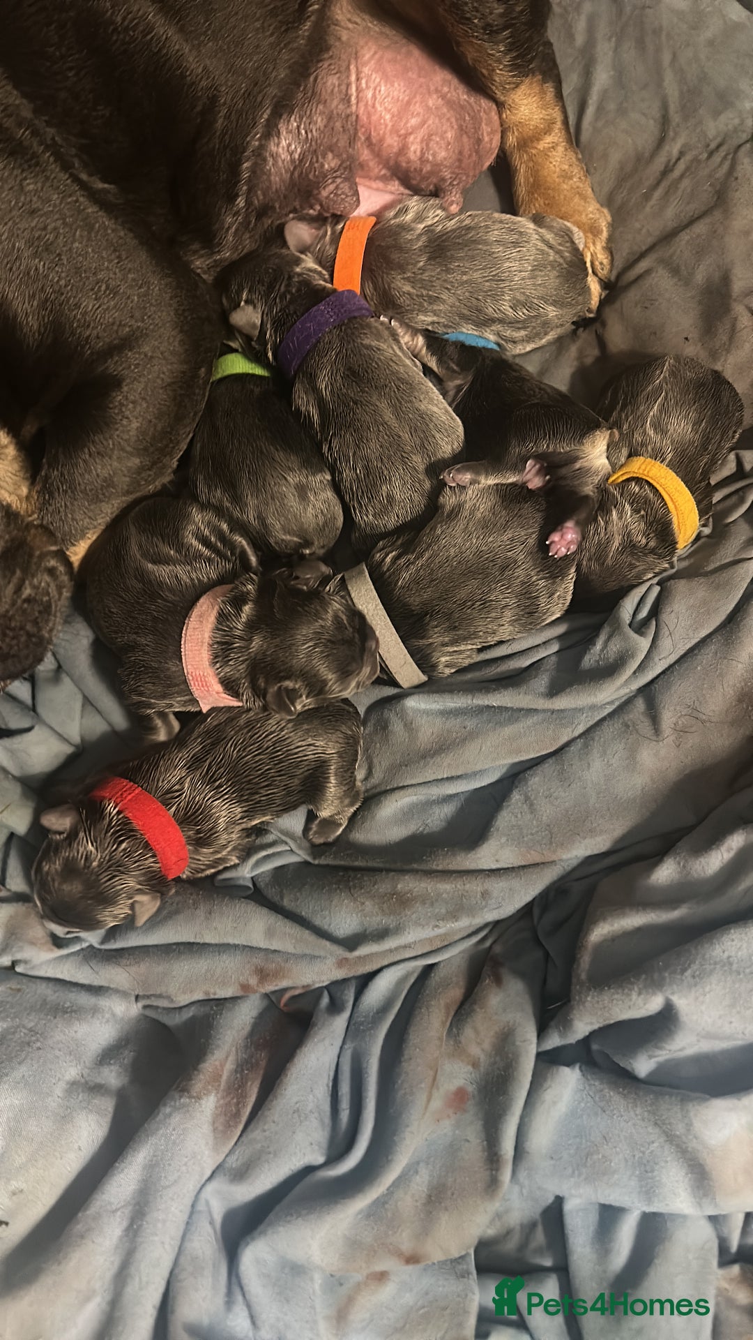 French Bulldog dogs for sale: french bulldog puppies  - Image 4