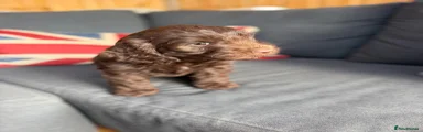 Cockapoo 2