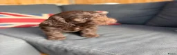 Cockapoo dogs for sale: Italian Cockerpoos - Advert 6