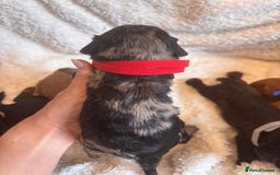 Irish Doodle dogs for sale: 🐾 F1 Beautiful Miniature Irish Doodle Puppies 🐾  - Image 10