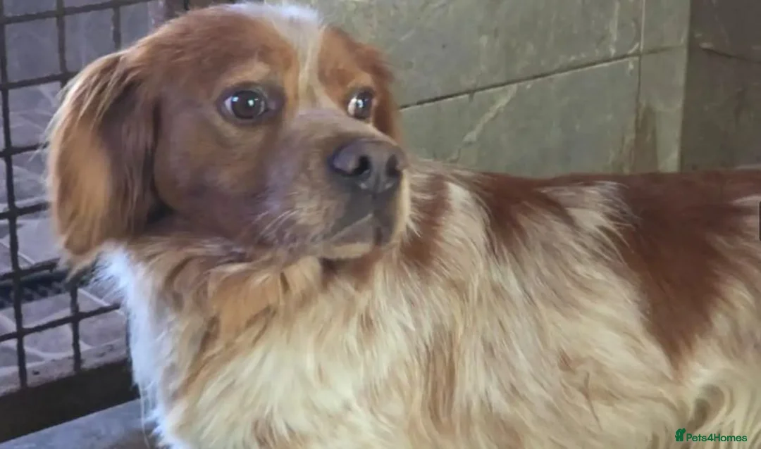 Brittany Spaniel dogs for adoption: Xiloe - Advert 3