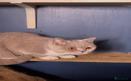 British Shorthair cats for sale: British short hair kittens  - Image 4