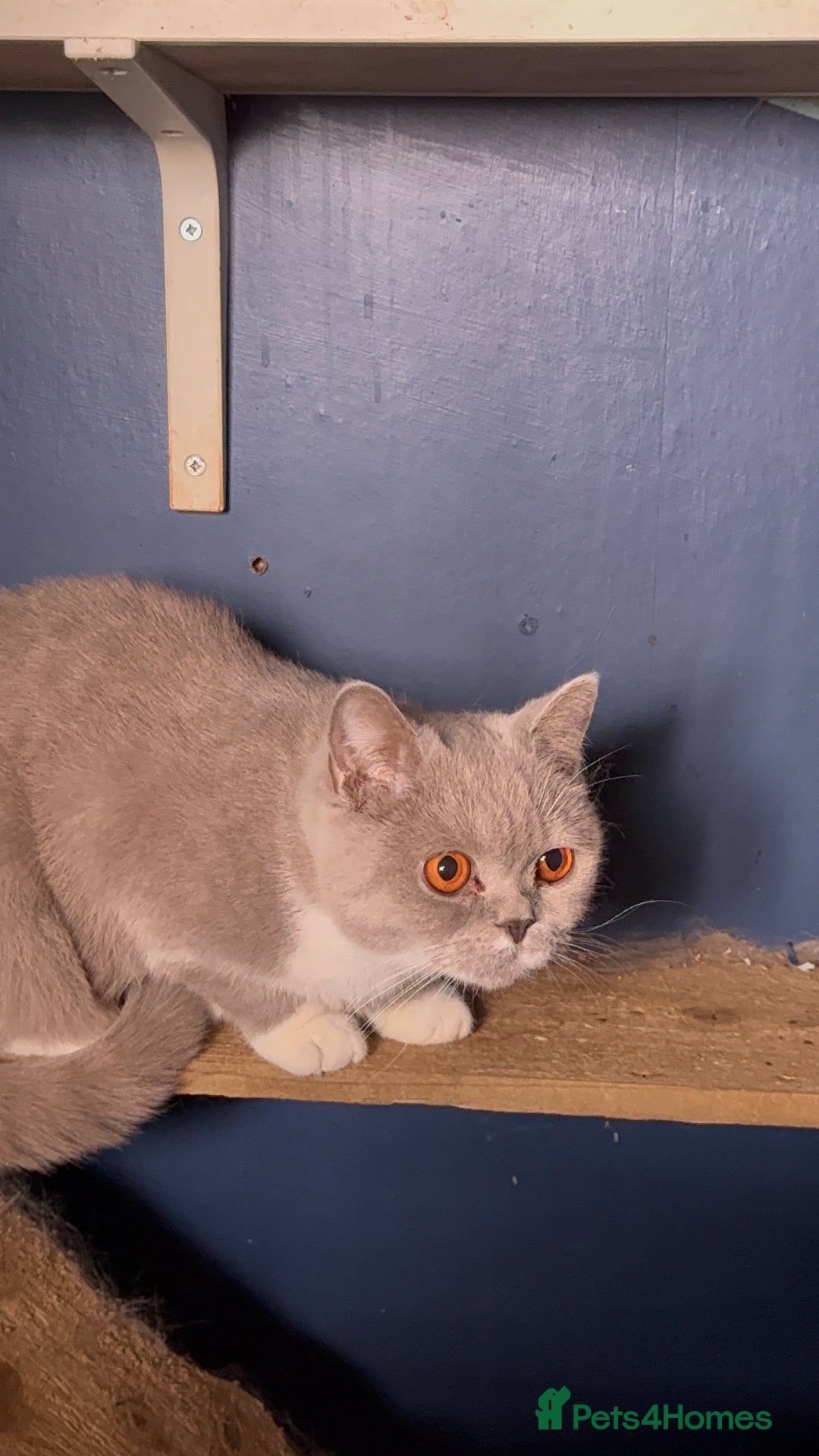 British Shorthair cats for sale: British short hair kittens  - Image 4