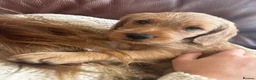Mixed Breed dogs for sale: ‼️1 boy and 1 girl ‼️AVAILABLE NOW!!!   - Advert 8