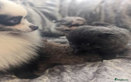 Pomeranian dogs for sale: Pomeranian puppies mixed colours  - Image 4
