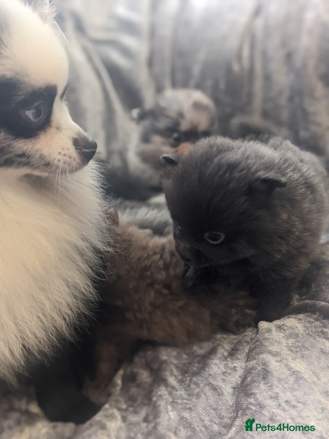 Pomeranian dogs for sale: Pomeranian puppies mixed colours  - Image 4