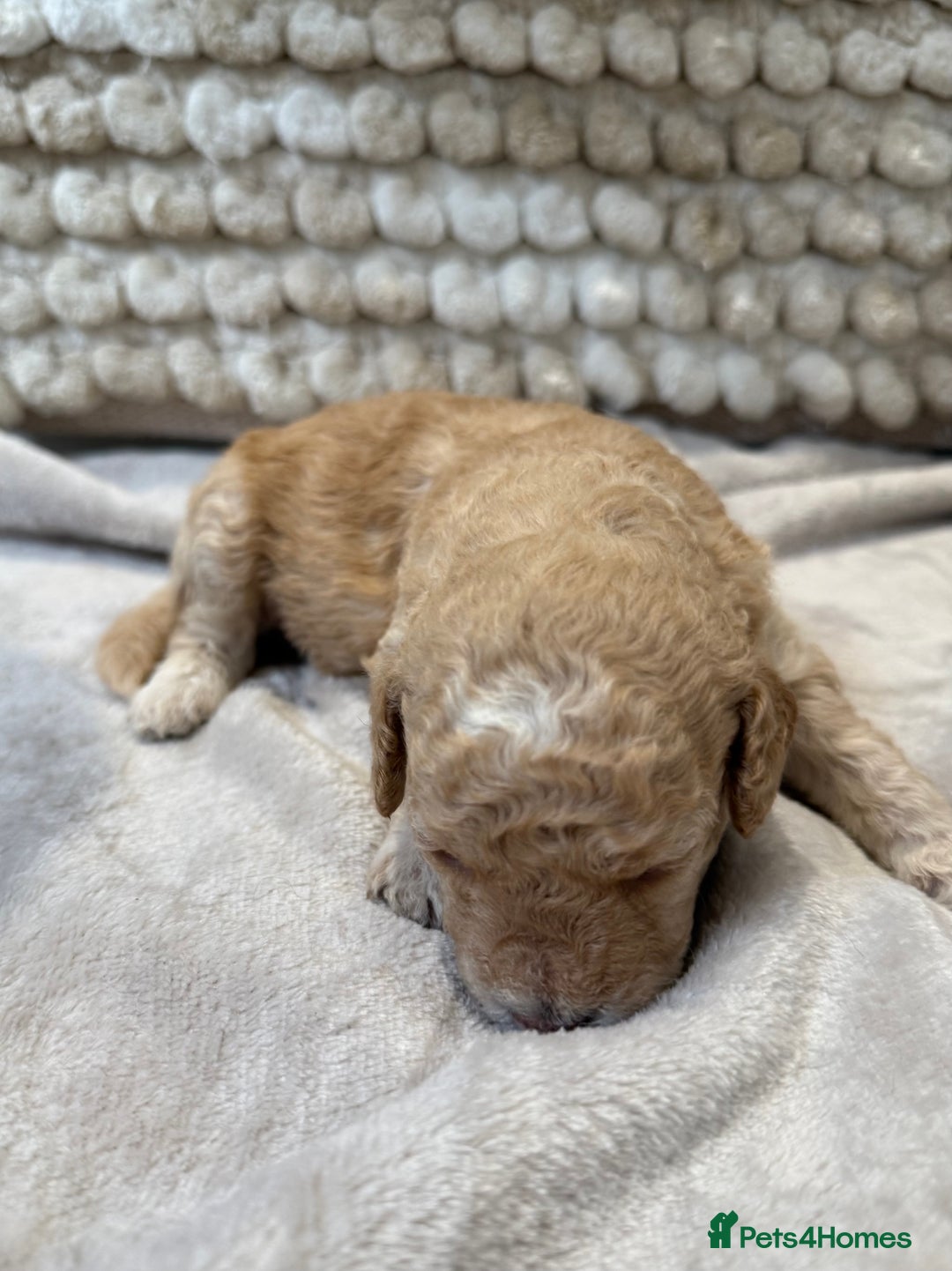 Toy Poodle dogs for sale: Adorable Toy Poodle Puppies READY TO GO! - Advert 30
