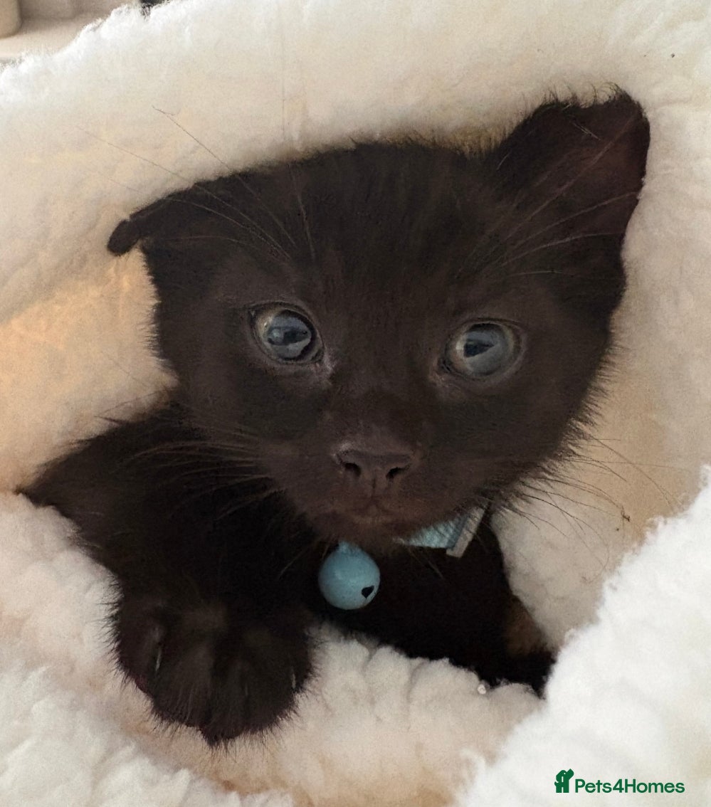 Mixed Breed cats Kittens ready now  - Advert 1