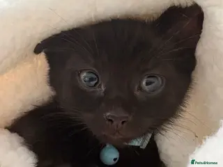 Mixed Breed cats Kittens ready now - Advert 1