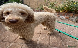 Miniature Poodle dogs for sale: 1.5 years old Miniature Poodle boy for loving home - Image 6