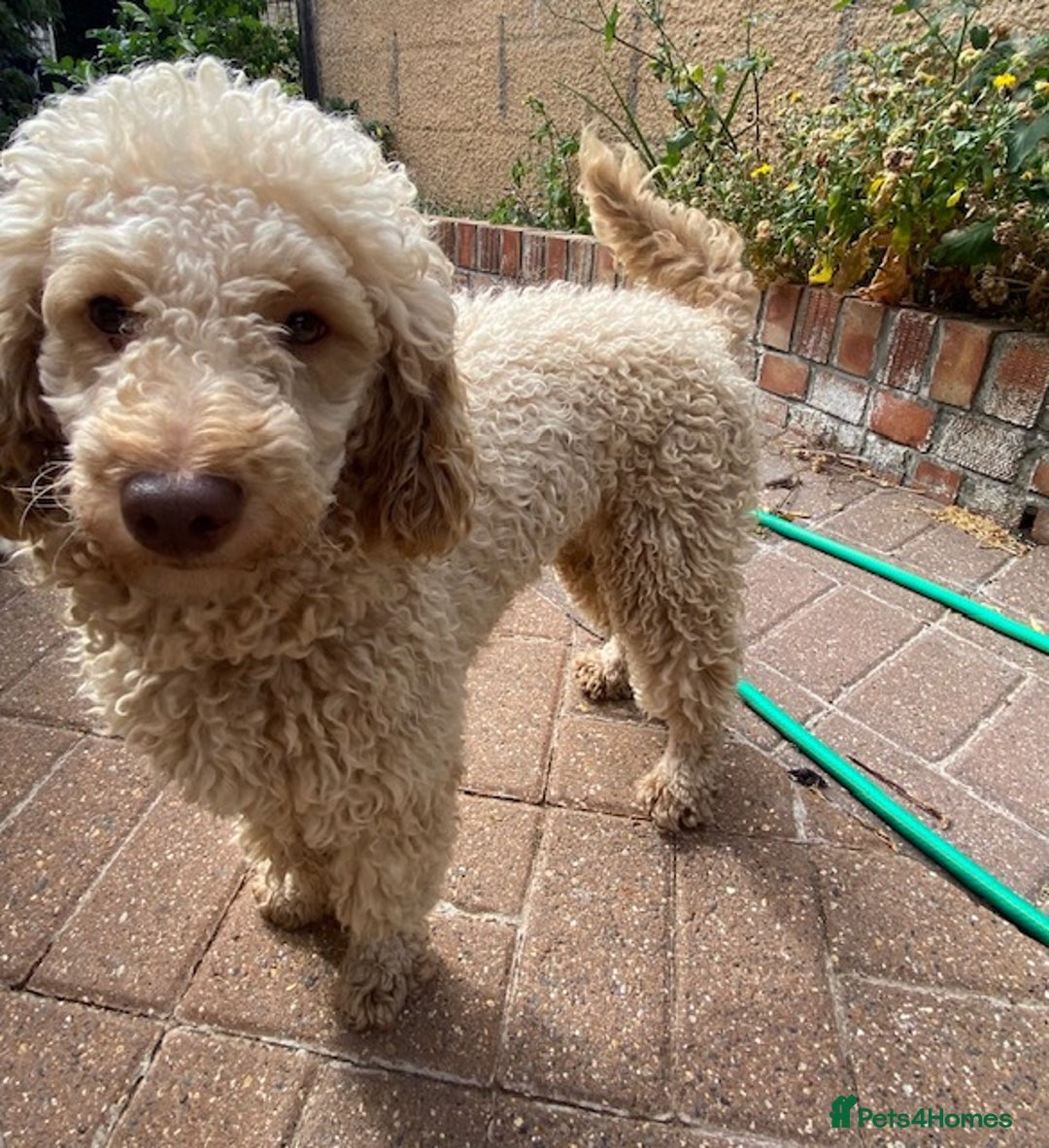 Miniature Poodle dogs for sale: 1.5 years old Miniature Poodle boy for loving home - Image 6