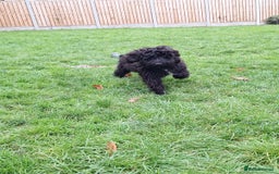 Cockapoo dogs for sale: Cockapoo male 8 months old - Advert 4