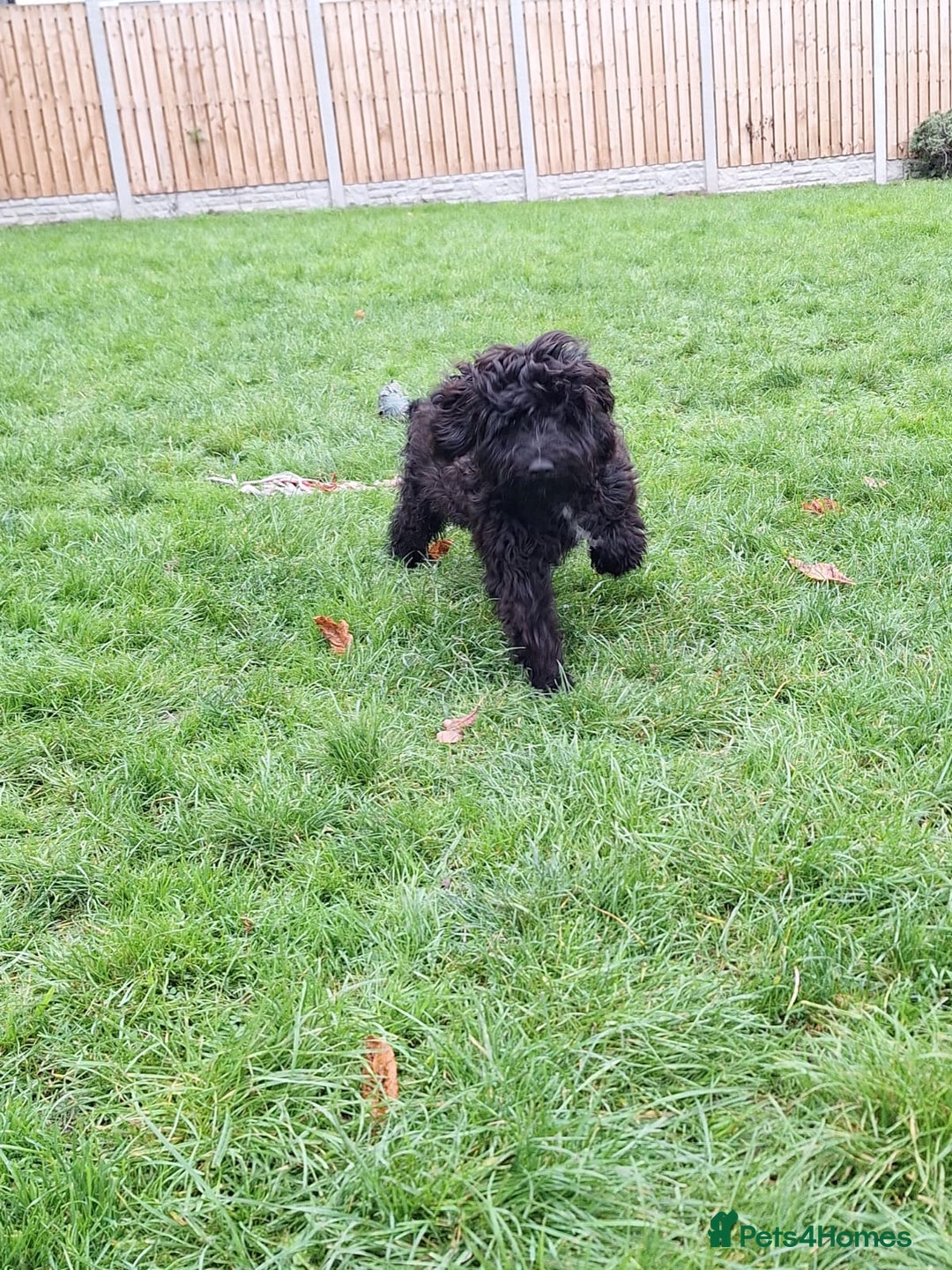 Cockapoo dogs for sale: Cockapoo male 8 months old - Advert 4