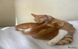 Mixed Breed cats for sale: 3 gorgeous ginger kittens available  - Image 3