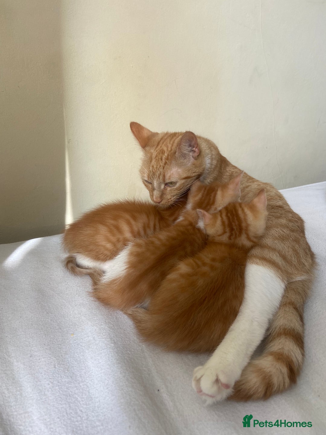 Mixed Breed cats for sale: 3 gorgeous ginger kittens available  - Image 3