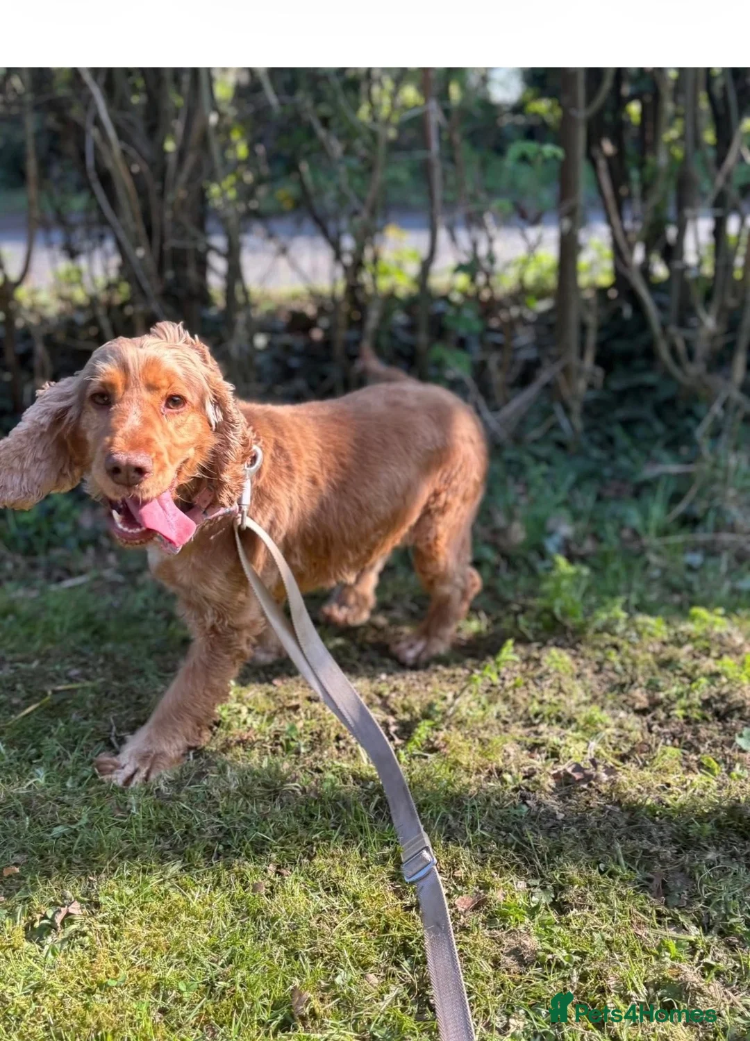 Cocker Spaniel dogs for sale: Show Thayp cocker spaniels - Advert 1