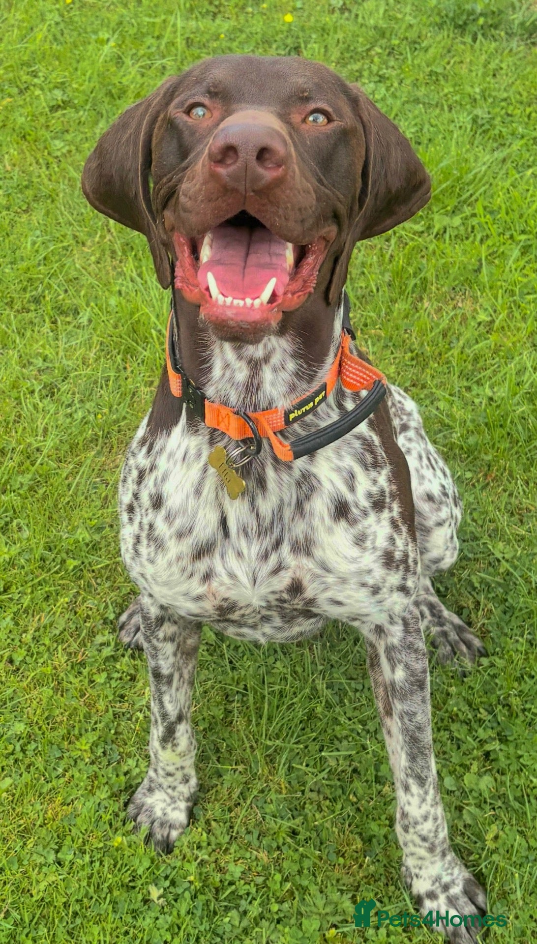 German Shorthaired Pointer dogs 🐾 **EXCEPTIONAL F1 SALUKI × GSP  PUPPIES** 🐾 - Advert 1