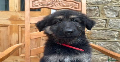 German Shepherd dogs - Advert 5