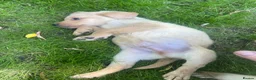 Labrador Retriever dogs for sale: Beautiful Labrador puppies  - Advert 4