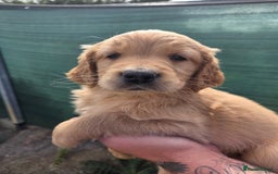 Golden Retriever dogs for sale: 🧡 dark red working Golden Retriever puppies 🧡 - Image 16