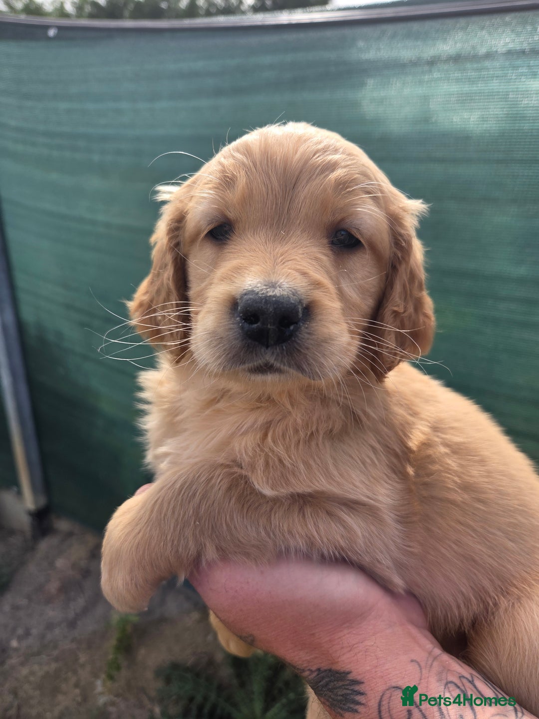 Golden Retriever dogs for sale: 🧡 dark red working Golden Retriever puppies 🧡 - Image 16