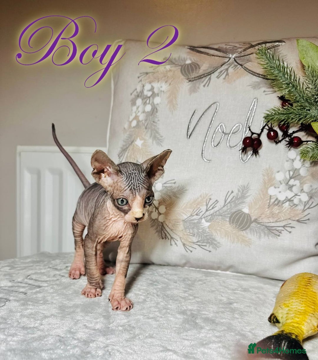 Sphynx cats for sale: Stunning Pedigree Sphynx Kittens - Advert 27