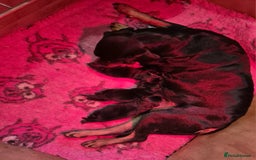 Rottweiler dogs for sale: Kc very well bred bitches available  - Image 7