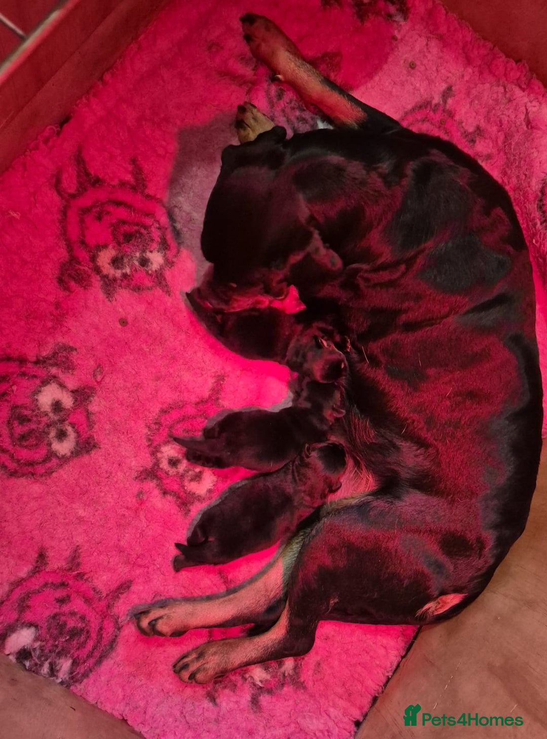 Rottweiler dogs for sale: Kc very well bred bitches available  - Image 7