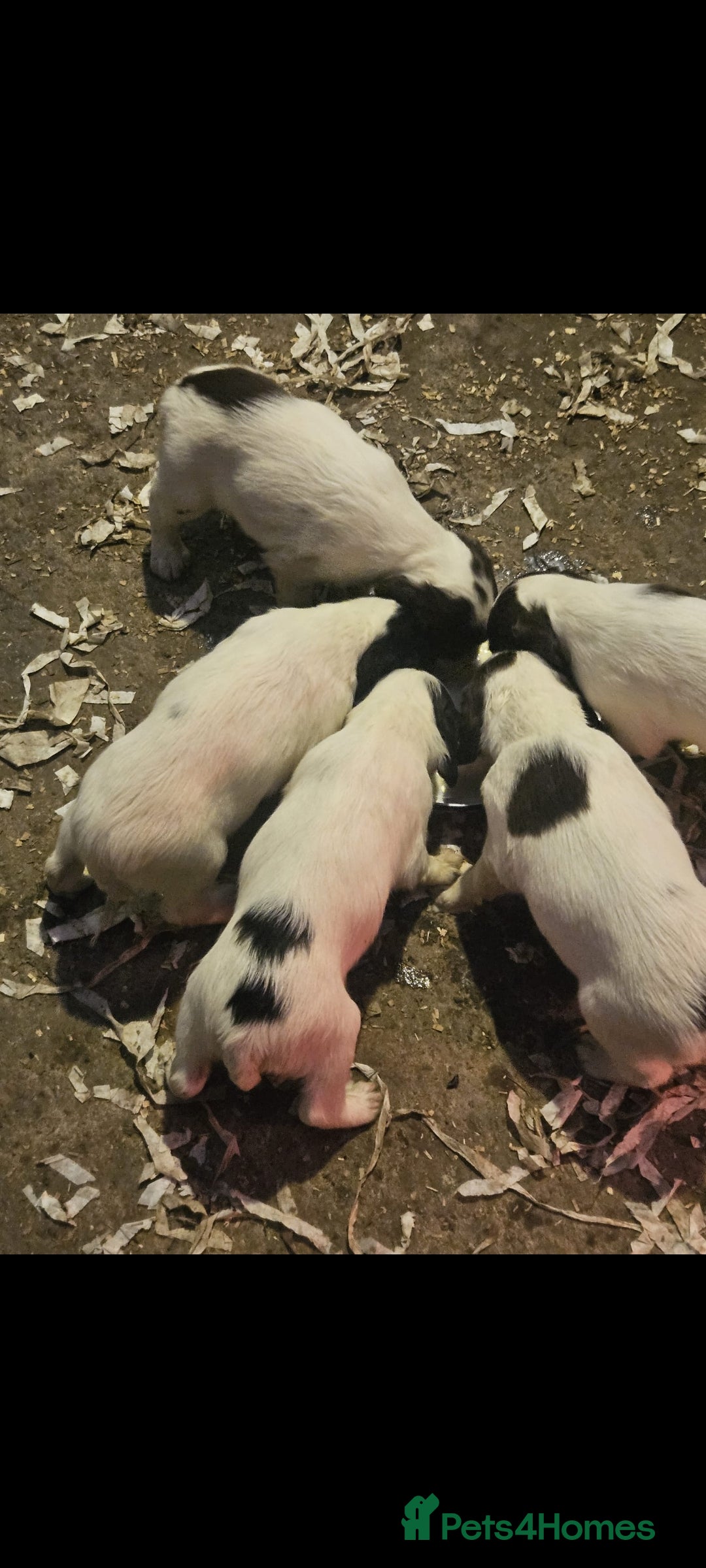 English Springer Spaniel dogs for sale: English springer spaniel pups - Advert 11